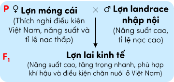 sinh học 12, phép lai giống trong nước và giống nhập nội