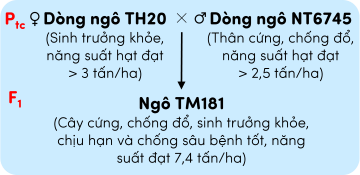 sinh học 12, phép lai tạo giống ngô TM181