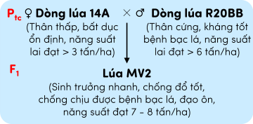 sinh học 12, phép lai tạo giống lúa MV2