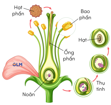 sinh học 12, tự thụ phấn