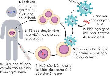 sinh học 12, quy trình liệu pháp gene