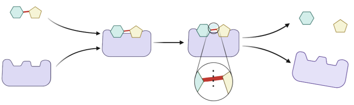 Cơ chế tác động của enzyme