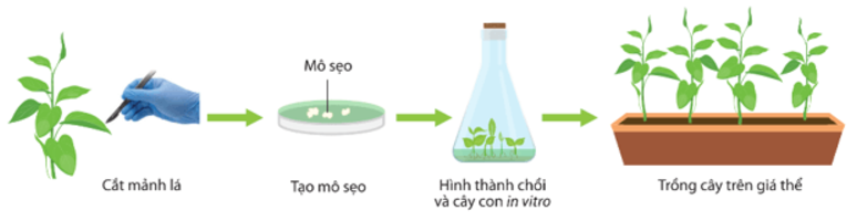 Nhân nhanh giống cây trồng từ mảnh mô lá