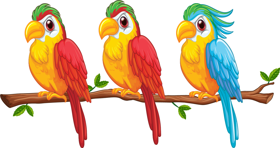 parrots olm