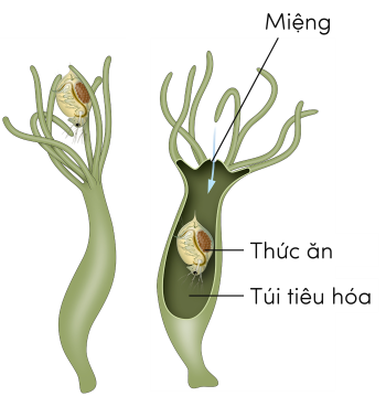 Sinh 11, tiêu hóa trong túi tiêu hóa ở thủy tức