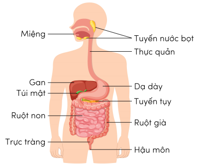 Sinh 11, tiêu hóa ở người