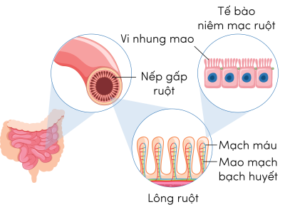 Sinh 11, cấu tạo của ruột non, lông ruột và tế bào niêm mạc ruột