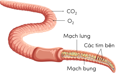 Sinh 11, hô hấp ở giun đất