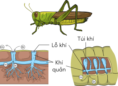 Sinh 11, sự trao đổi khí ở côn trùng