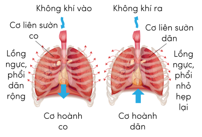 Sinh 11, quá trình thông khí ở phổi