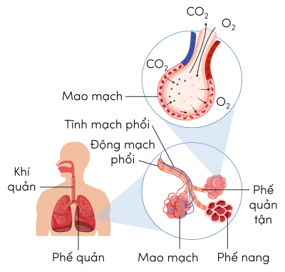 Sinh 11, hô hấp ở người