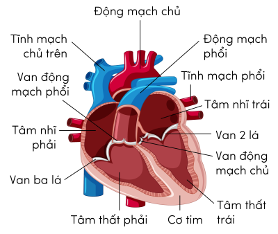 Sinh 11, cấu tạo của tim người và thú