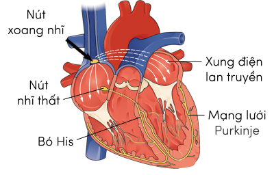 Sinh 11, hệ dẫn truyền tim