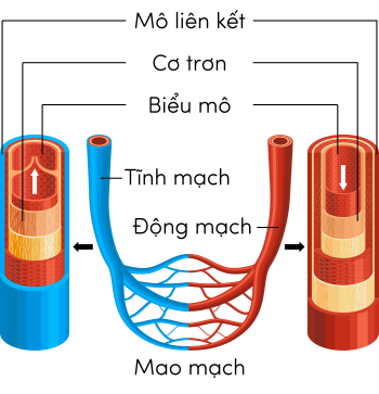 Sinh 11, cấu tạo hệ mạch