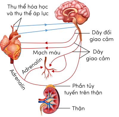 Sinh 11, sơ đồ điều hòa hoạt động tim mạch theo cơ chế thần kinh và thể dịch