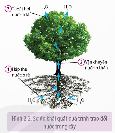 Sơ đồ khái quát quá trình trao đổi nước trong cây