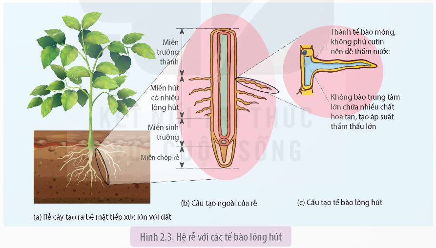 Hệ rễ với các tế bào lông hút