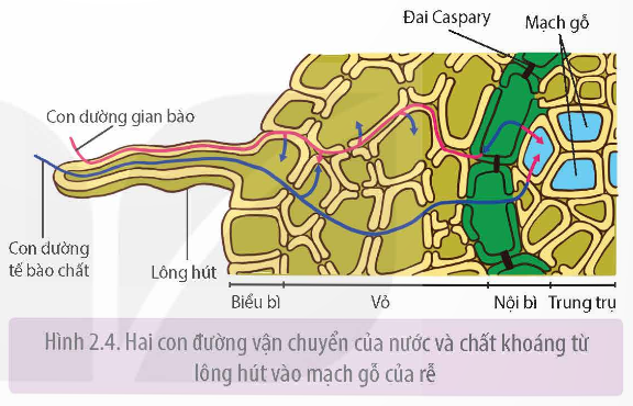 Hai con đường vận chuyển của nước và chất kháo từ lông hút vào mạch gỗ của rễ