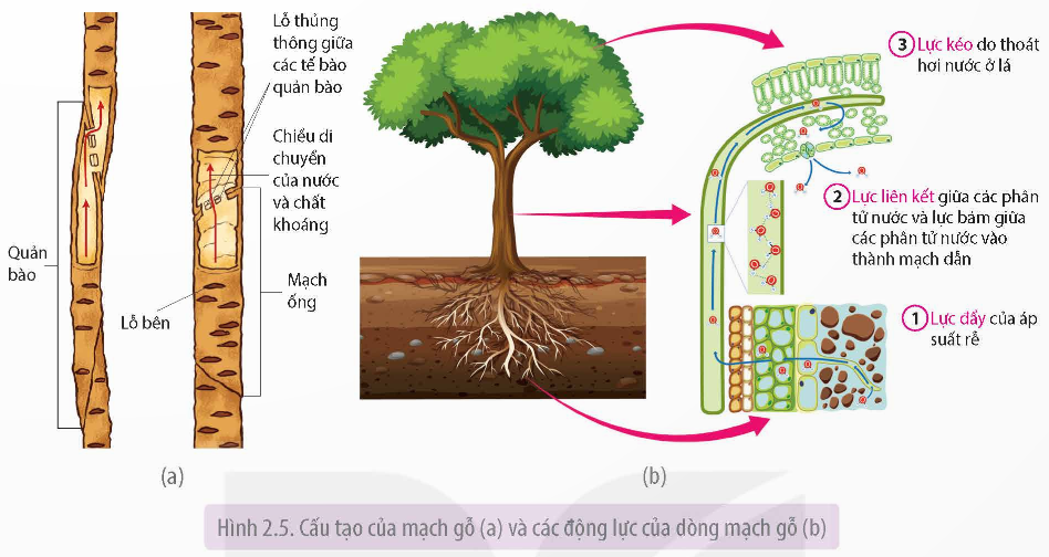 Cấu tạo của mạch gỗ và các động lực của dòng mạch gỗ