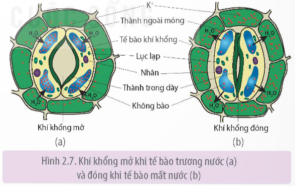 Cấu tạo khí khổng