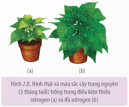 Hình dáng và màu sắc cây trong các điều kiện khác nhau