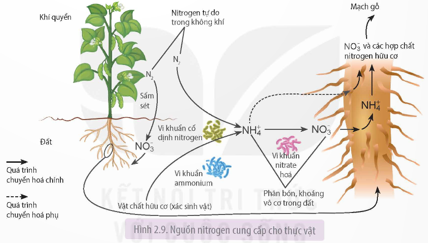 Nguồn nitrogen cung cấp cho thực vật