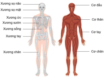 một số xương và cơ của hệ vận động