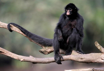 spider monkeys olm