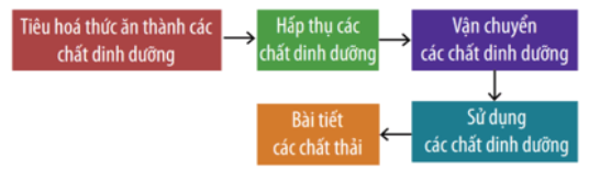 Mối quan hệ giữa tiêu hóa và dinh dưỡng