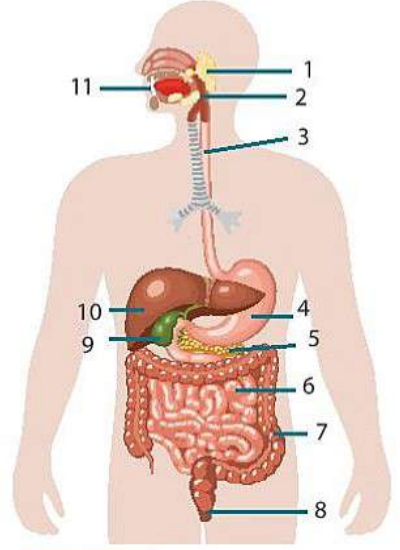 Cấu tạo hệ tiêu hóa ở người