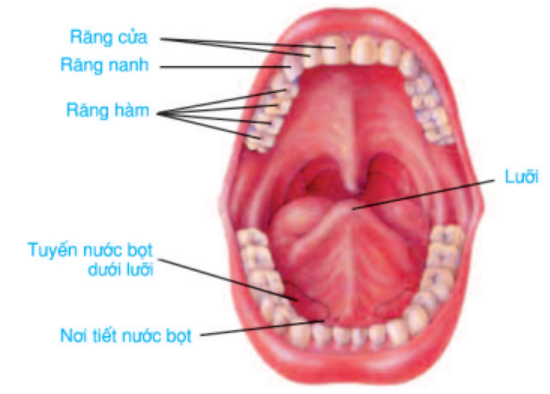 Cấu tạo khoang miệng phù hợp với chức năng tiêu hóa cơ học