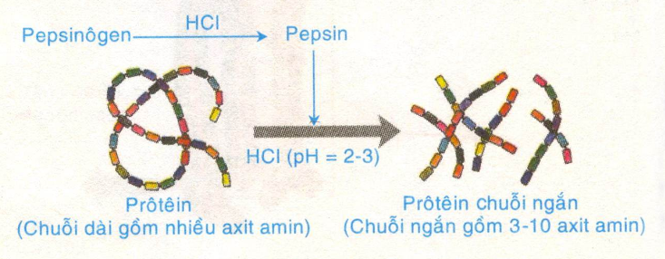 Tiêu hóa hóa học ở dạ dày