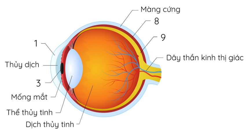 Cầu mắt