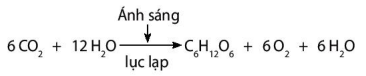 Phương trình quang hợp