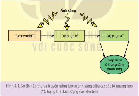 Sơ đồ hấp thụ và truyền năng lượng ánh sáng giữa các sắc tố quang hợp