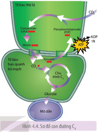 Sơ đồ con đường C4