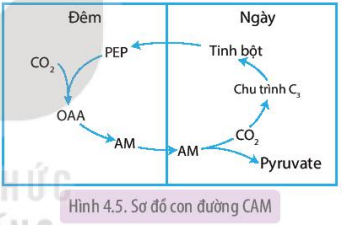 Sơ đồ con đường CAM