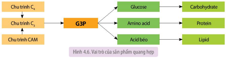 Vai trò của sản phẩm quang hợp