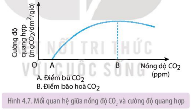 Mối quan hệ giữa nồng độ CO2 và cường độ quang hợp