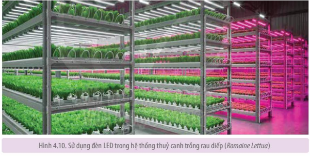 Sử dụng đèn LED trong hệ thống thủy canh trồng rau diếp