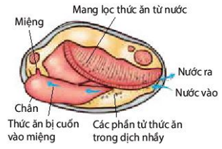 Ăn lọc ở trai