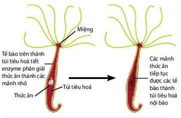 Tiêu hóa thức ăn trong túi tiêu hóa ở thủy tức