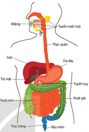 Ống tiêu hóa và các tuyến tiết dịch tiêu hóa ở người