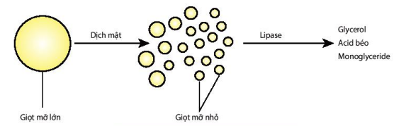 Tác dụng của dịch mật và lipase
