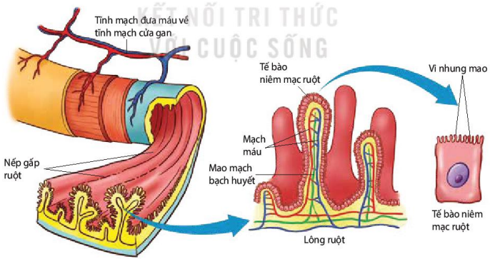 Cấu tạo của ruột non, lông ruột và tế bào niêm mạc ruột