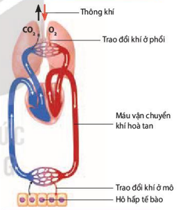 Các giai đoạn của quá trình hô hấp ở người và Thú