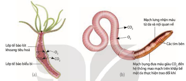 Trao đổi khí qua bề mặt cơ thể ở thủy tức (a) và giun đất (b)