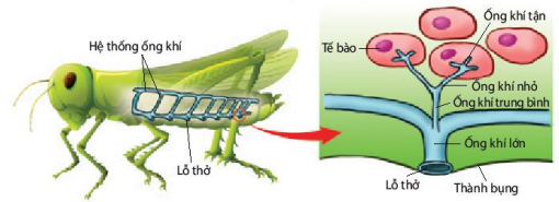 Hệ thống ống khí ở côn trùng
