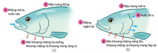 Thông khí ở Cá xương