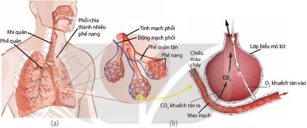 Hệ hô hấp ở người (a), phế nang và trao đổi khí ở phế nang (b)